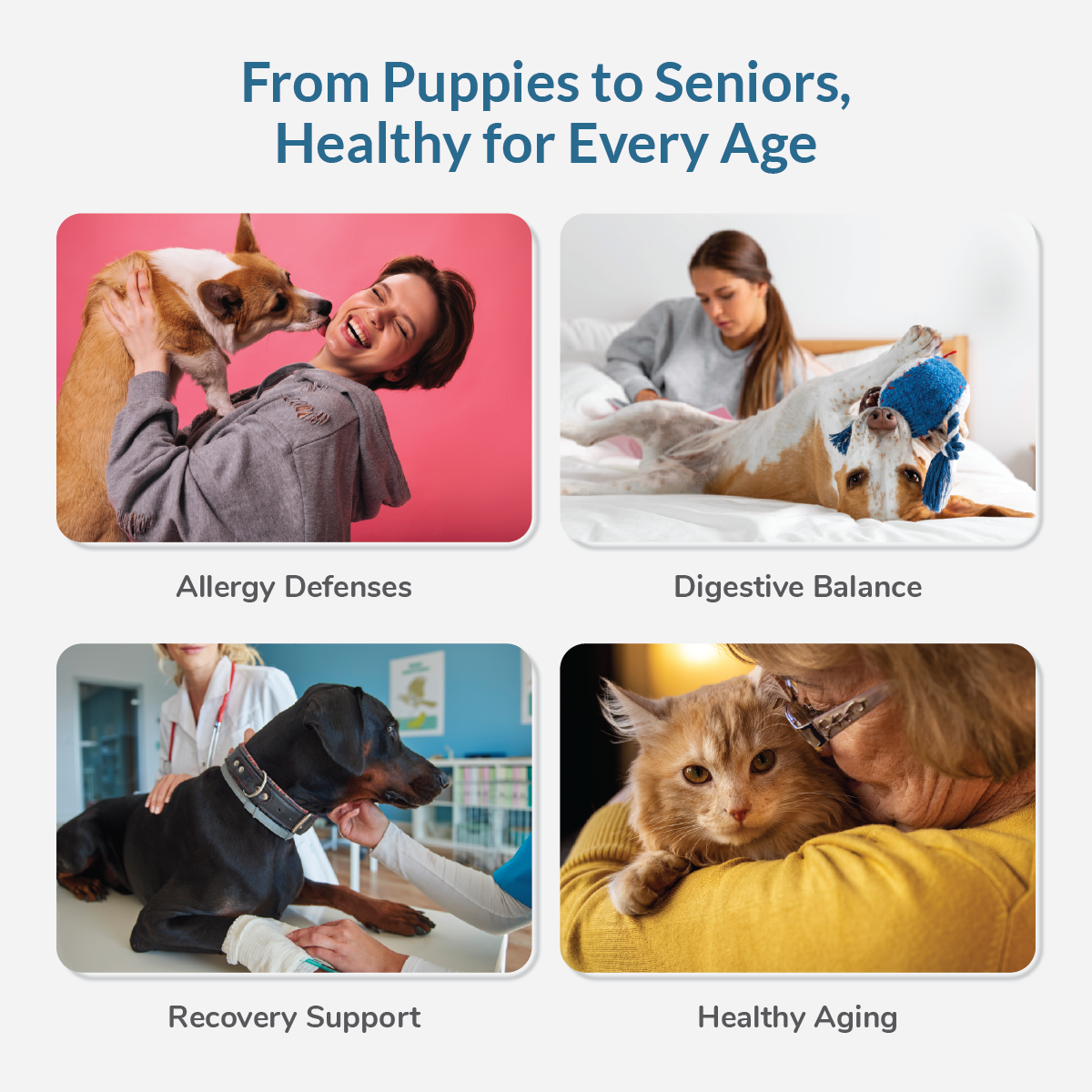 Feel difference using the colostrum for pets 